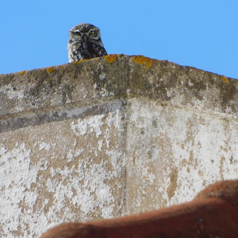 The Little Owls Nest كاسترو فيردي المظهر الخارجي الصورة